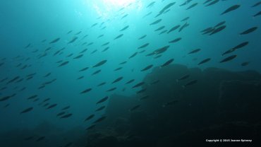 Sardines