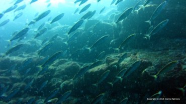 Sardines