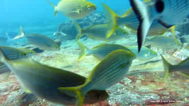 Salema