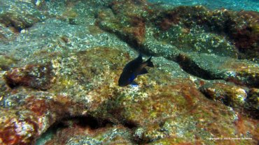 Damselfish