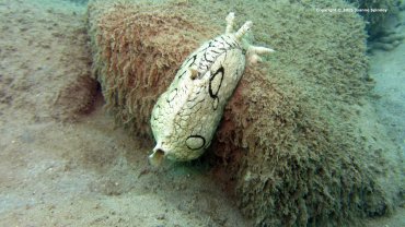 Sea Hare