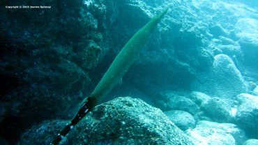 Trumpetfish
