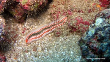 Fire Worm