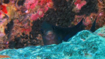 Damselfish