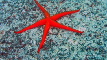 Red Star Fish