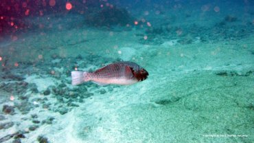Male Parrot Fish