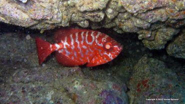 Glass-eye Fish