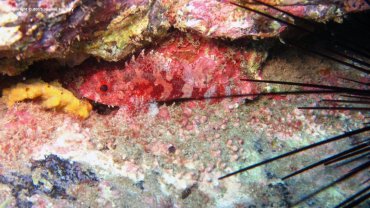 Scorpionfish