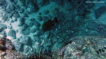 Grouper