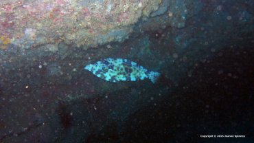 File Fish