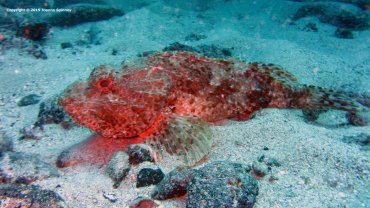 A Massive Scorpionfish