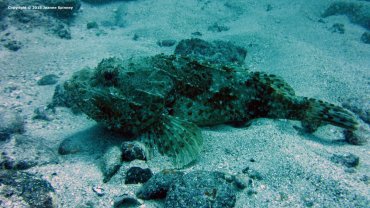 Scorpionfish