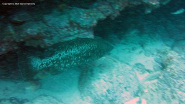 A Camera Shy Grouper