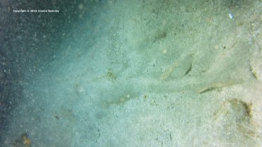 Angel Shark