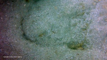 Eye of the Angel Shark