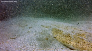 Angel Shark's Skin