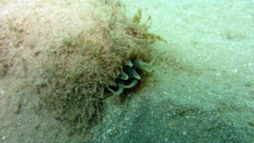 An Anemone