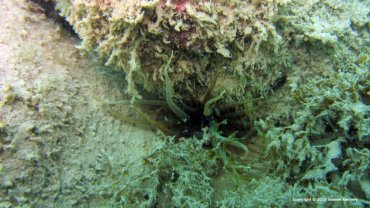 Anemone
