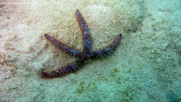 Blue Starfish