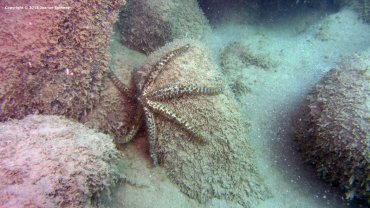 7 Legged Starfish