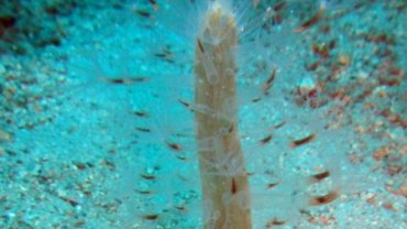 Sea Feather