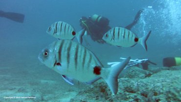 Sea Bream