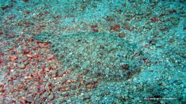 Flounder