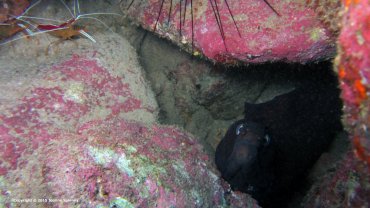Black Moray Eel and Cleaner Shrimp