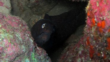 Black Moray Eel