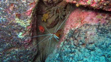 Cleaner Shrimp