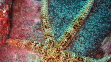 Star Fish