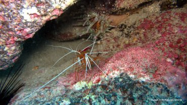 Cleaner Shrimp