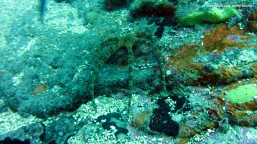 Brittle Star Fish