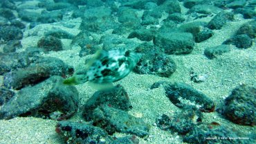 Trigger Fish