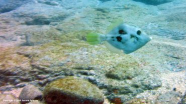 Trigger Fish