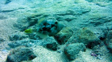 Trigger Fish