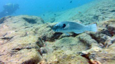 Male Parrot Fish