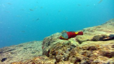 Female Parrot Fish