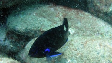 Damselfish