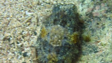 Cuttlefish