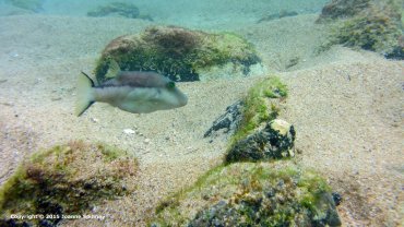 Puffer Fish