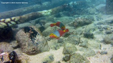 Female Parrot Fish