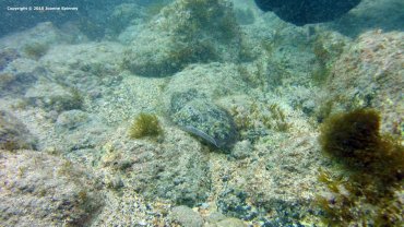 Cuttlefish