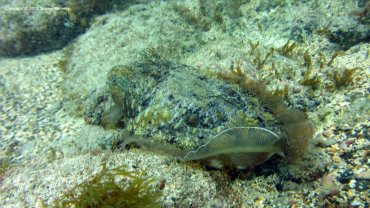 Cuttlefish