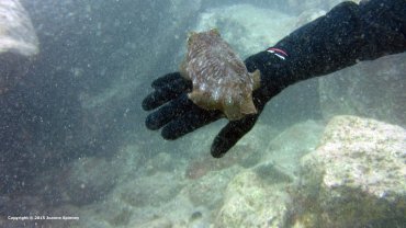 A Baby Cuttlefish
