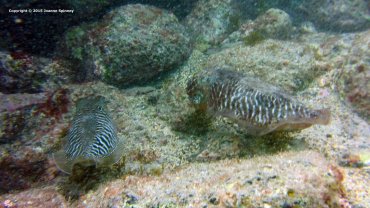 Mommy and Baby Cuttlefish