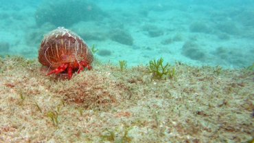 Hermit Crab