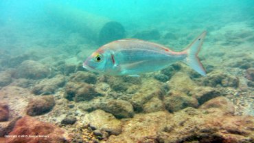 Trevally