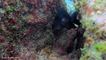 Damselfish, Bob's Neighbour