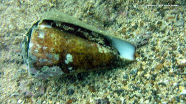 Snail